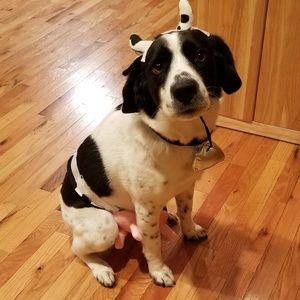 Meet your Posher, Barbra